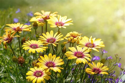 12 Types of Daisies to Grow in Your Garden